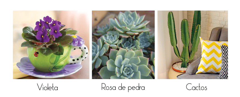 plantas4a6