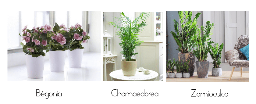 plantas7a9