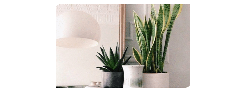 Plantas para apartamento