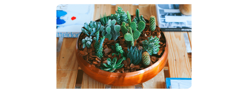 Plantas para apartamento