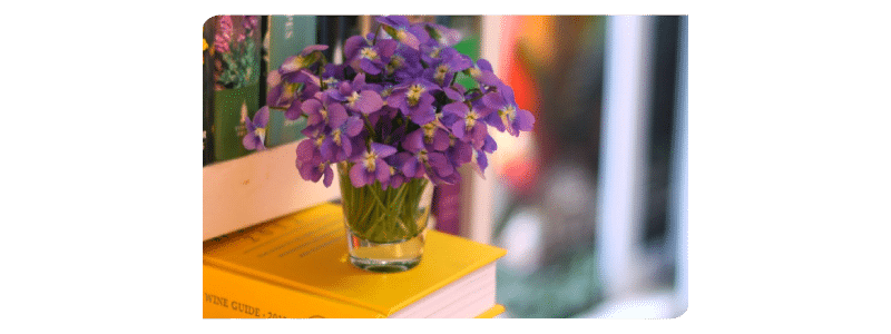 Plantas para apartamento
